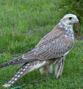 Wacek
